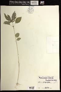 Mercurialis annua image