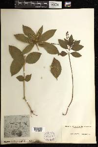 Mercurialis perennis image