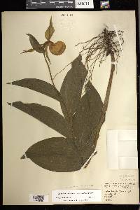 Cypripedium parviflorum var. pubescens image