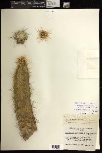 Echinocereus enneacanthus image