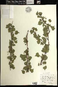 Jatropha cardiophylla image