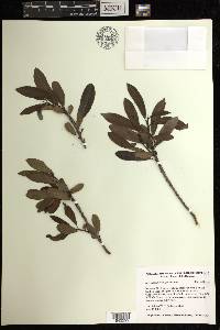 Grimmeodendron eglandulosum image