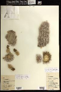 Echinocereus pectinatus image