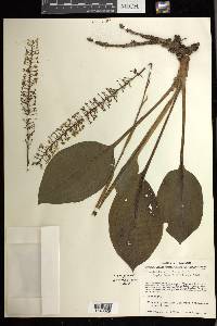 Cranichis apiculata image