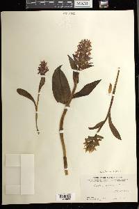 Dactylorhiza aristata image