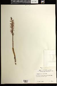 Corallorhiza striata image