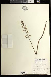 Corallorhiza maculata var. mexicana image