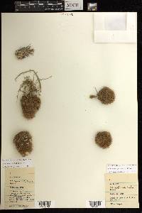 Echinocereus fitchii image