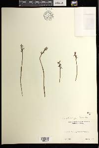 Corallorhiza trifida image