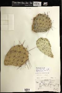 Opuntia phaeacantha image