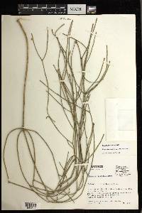 Rhipsalis baccifera image