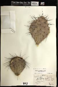 Opuntia phaeacantha image