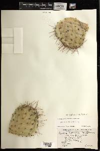 Opuntia engelmannii var. lindheimeri image