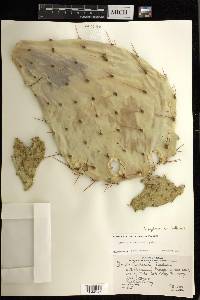 Opuntia engelmannii var. lindheimeri image
