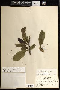 Pereskia grandifolia image