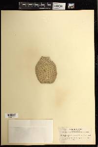 Opuntia basilaris image