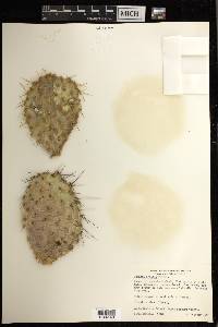 Opuntia oricola image