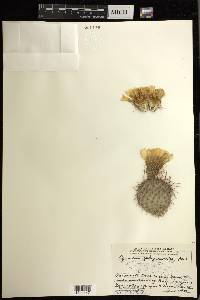 Opuntia polyacantha image