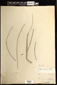 Rhipsalis baccifera image