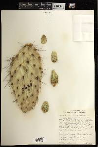 Opuntia littoralis image