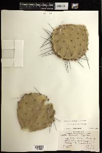 Opuntia macrocentra image