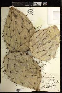 Opuntia phaeacantha image