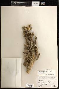 Cylindropuntia whipplei image