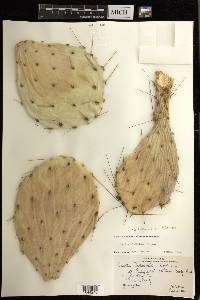 Opuntia engelmannii image