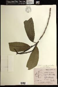 Excoecaria oppositifolia var. crenulata image