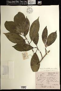 Excoecaria oppositifolia var. crenulata image