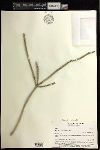 Rhipsalis micrantha image