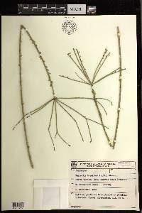 Rhipsalis baccifera image