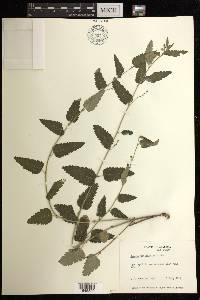 Tragia urticifolia image