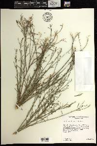 Stillingia linearifolia image