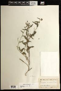 Tragia betonicifolia image