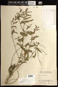 Tragia betonicifolia image