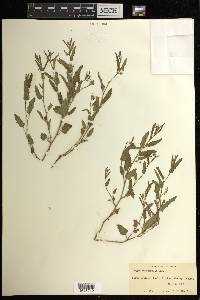 Tragia nepetifolia image