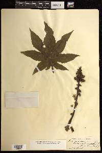 Ricinus communis image