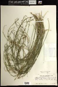 Stillingia linearifolia image