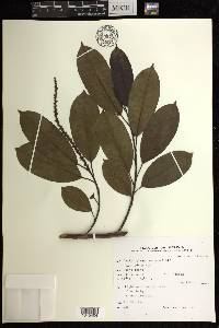 Sapium glandulosum image