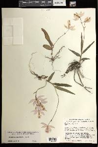 Barkeria barkeriola image