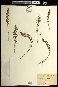 Woodsia ilvensis image