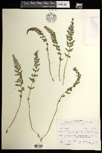 Woodsia ilvensis image