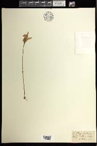 Arethusa bulbosa image