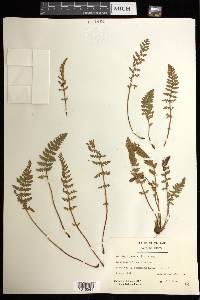 Woodsia ilvensis image