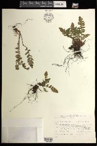 Woodsia ilvensis image