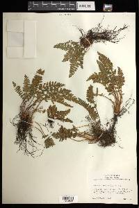 Woodsia ilvensis image