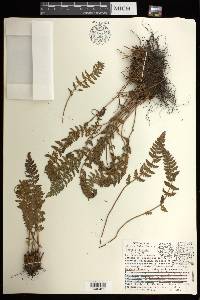 Woodsia ilvensis image