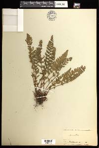 Woodsia ilvensis image