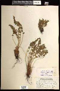 Woodsia ilvensis image